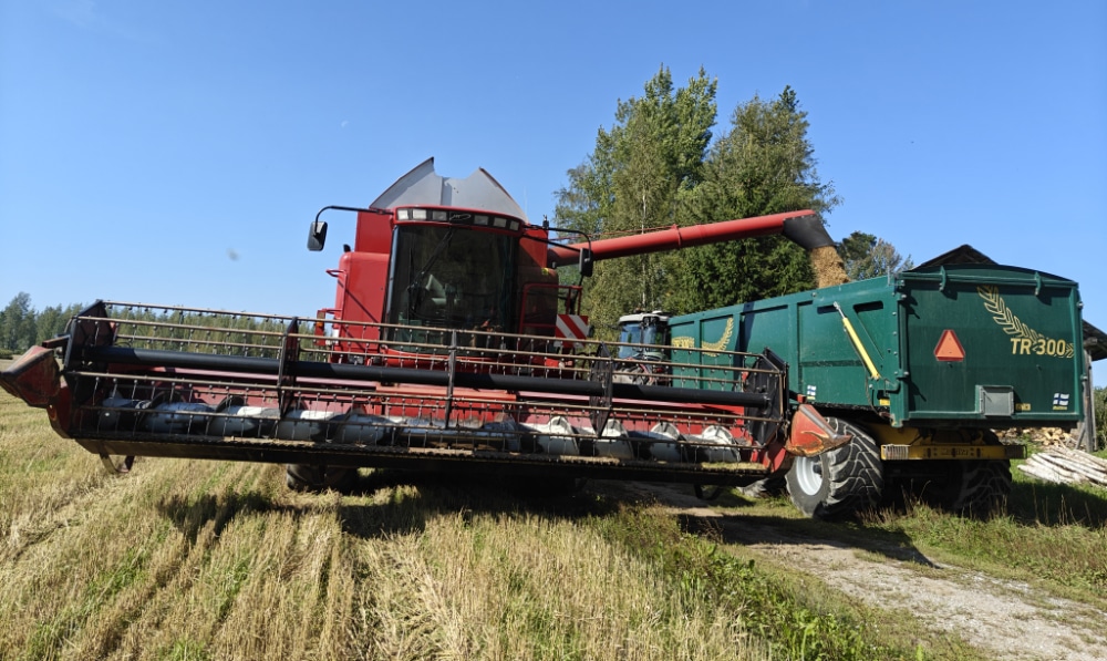 Pellolla puintihommissa Case IH 2388 leikkuupuimuri ja  Multivan peravaunuun.